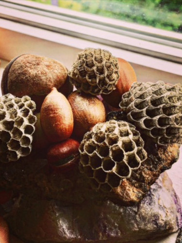 A magical arrangement of acorns and honeycomb representing the collective and how we can overcome retrograde fear.