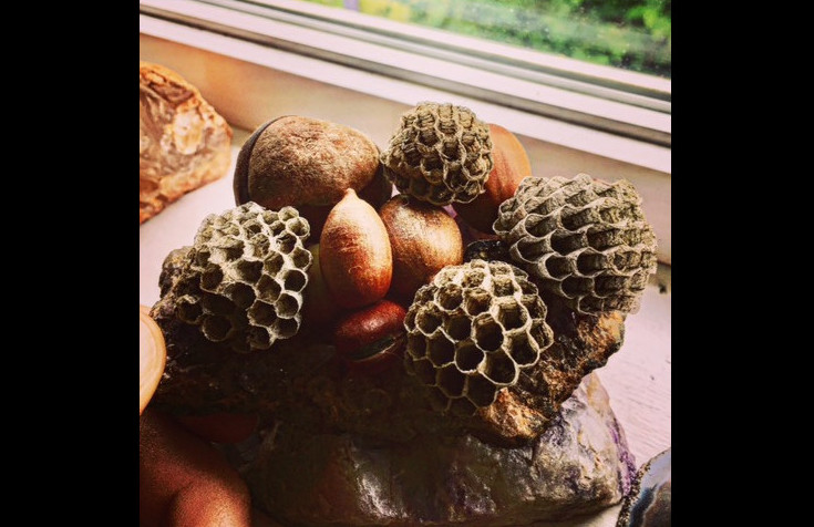 A magical arrangement of acorns and honeycomb representing the collective and how we can overcome retrograde fear.